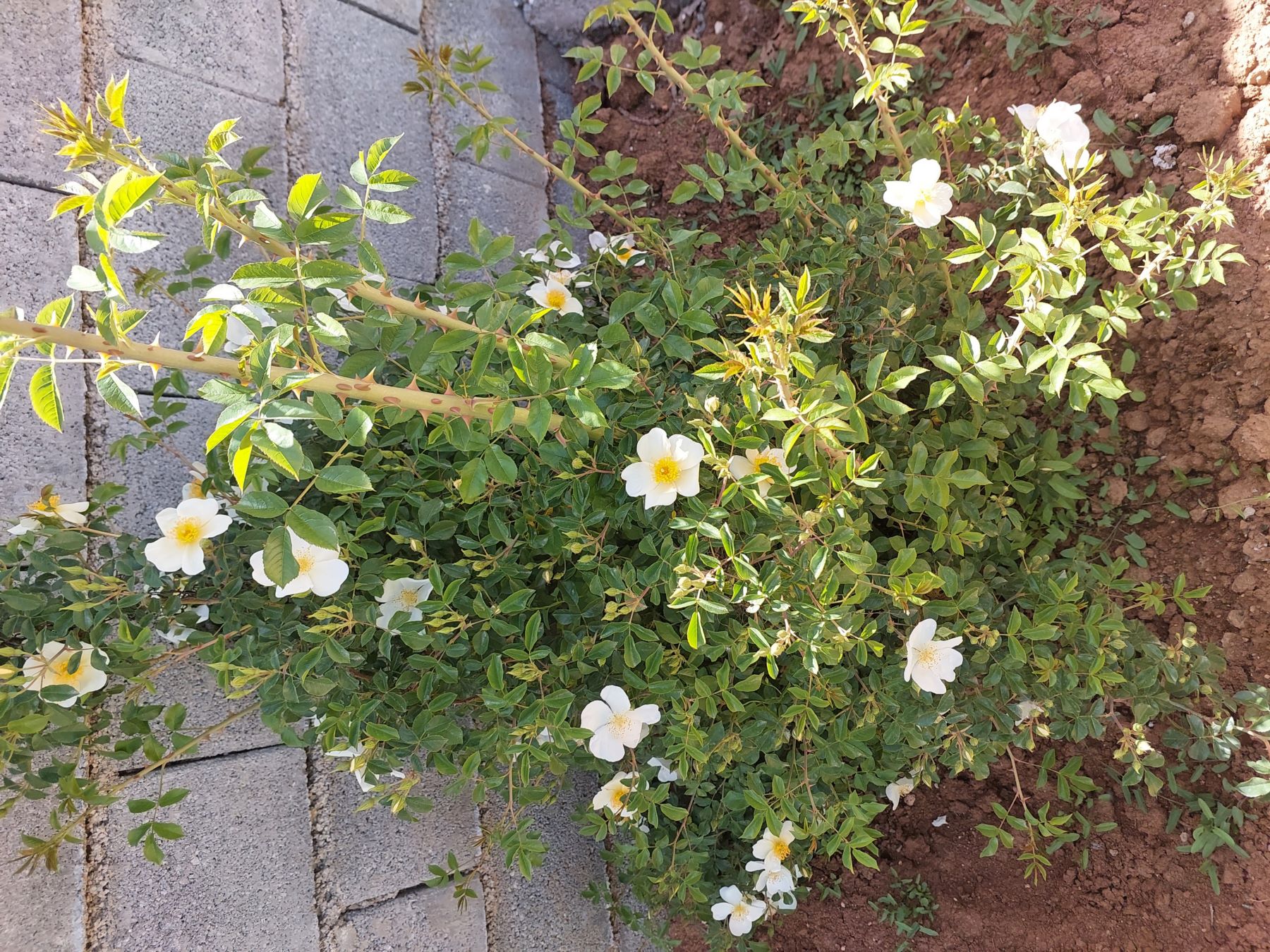 فروش باغ ویلا نزدیک شیراز